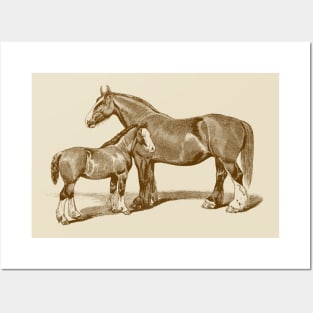 Mare and Foal. Brown Horse Illustration Posters and Art